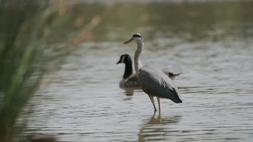 Grå häger vadar i vattnet vid en sjö, med en and i bakgrunden